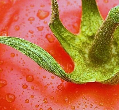Tomato stem